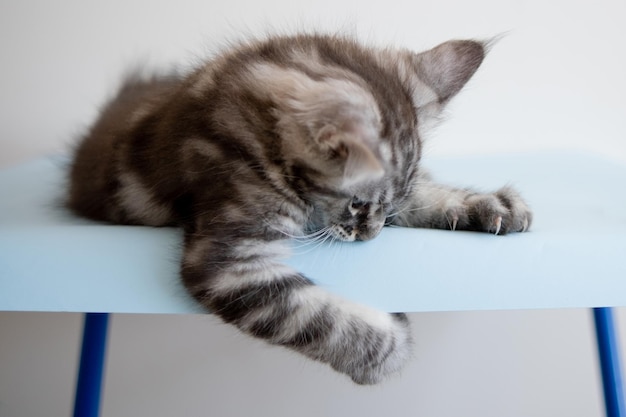 Foto gattino maine coon su sfondo beige il gatto di razza è un animale domestico