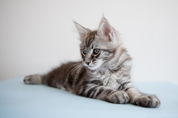 Foto gattino maine coon su sfondo beige il gatto di razza è un animale domestico