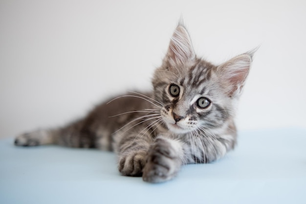 Foto gattino maine coon su sfondo beige il gatto di razza è un animale domestico