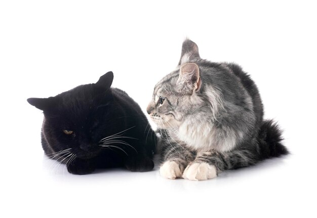 Photo maine coon kitten and black cat