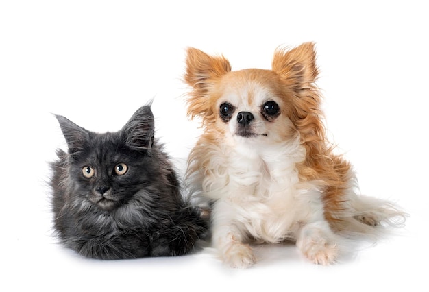 メインクーンの子猫とチワワ