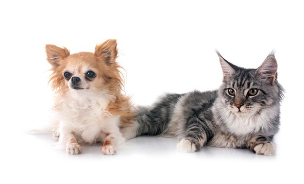 maine coon kitten and chihuahua