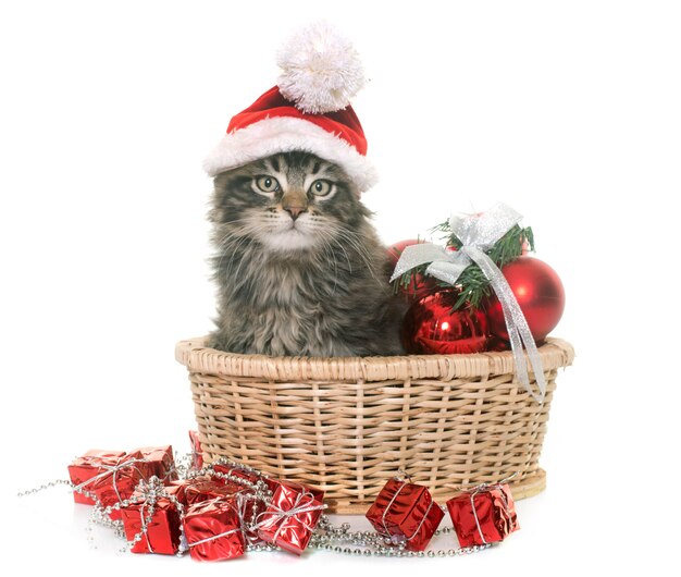 maine coon kitten and christmas