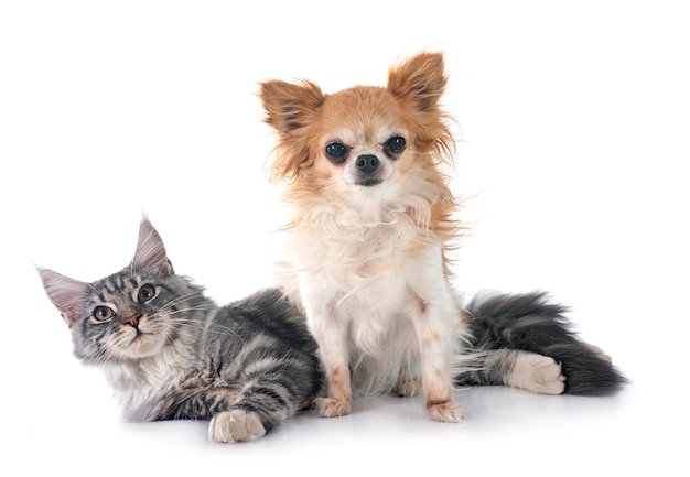 Maine Coon kitten en chihuahua voor een witte achtergrond
