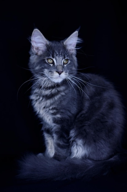 Maine Coon kitten, enkele maanden oud, zwartgrijze kleur op een zwarte achtergrond.