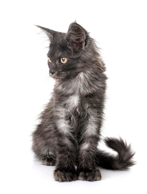 maine coon kitten in front of white background