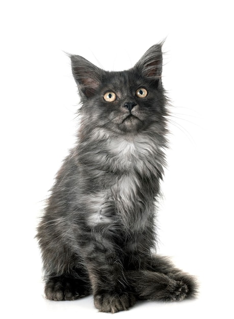 maine coon kitten in front of white background