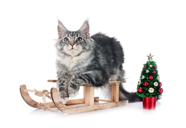 maine coon kitten in front of white background