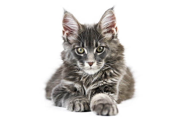 Maine coon kitten, isolated. Cute maine-coon cat. Little funny purebred cat, gray color