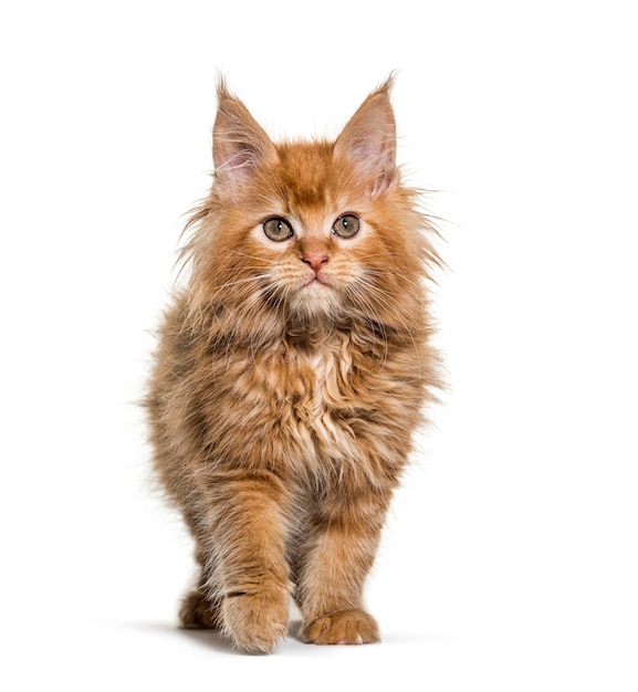 Maine coon kitten isolated on white