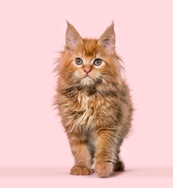 Maine coon kitten isolated on white