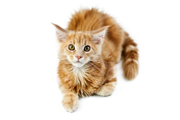 Maine coon kitten isolated 