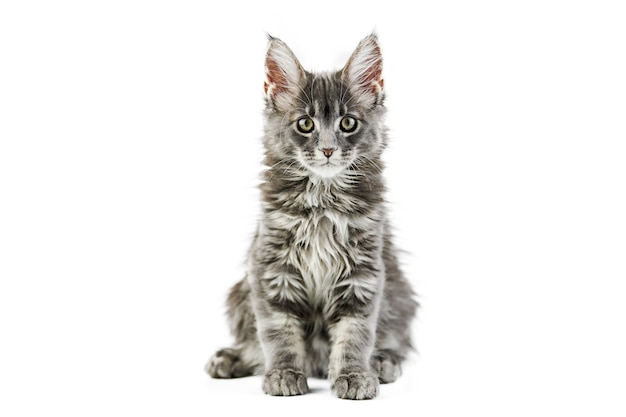 Maine coon kitten, isolated