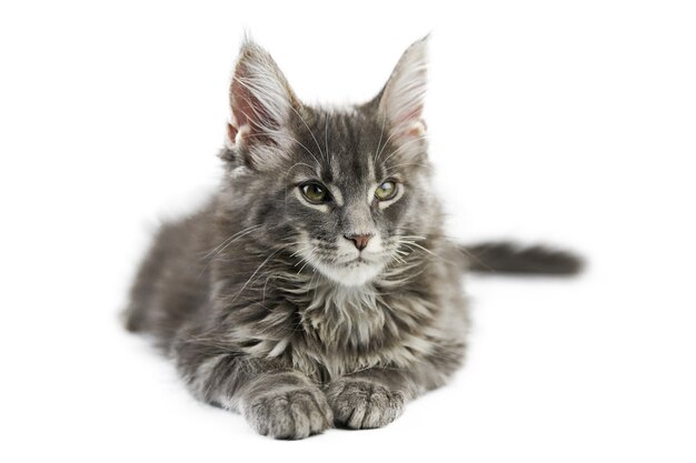 Maine coon kitten, isolated