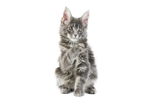 Photo maine coon kitten, isolated