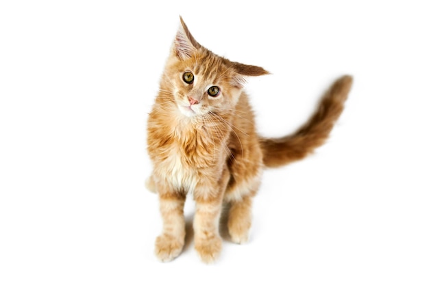 Maine coon kitten, isolated