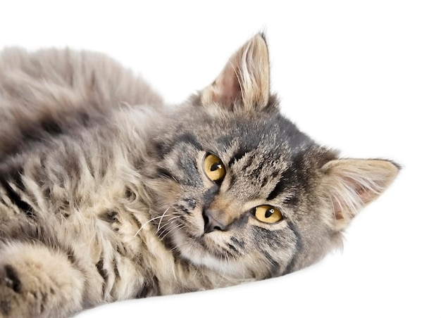 Maine Coon kitten lies isolated on a white background