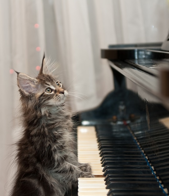 150 fotos de stock e banco de imagens de Cat Playing Piano - Getty