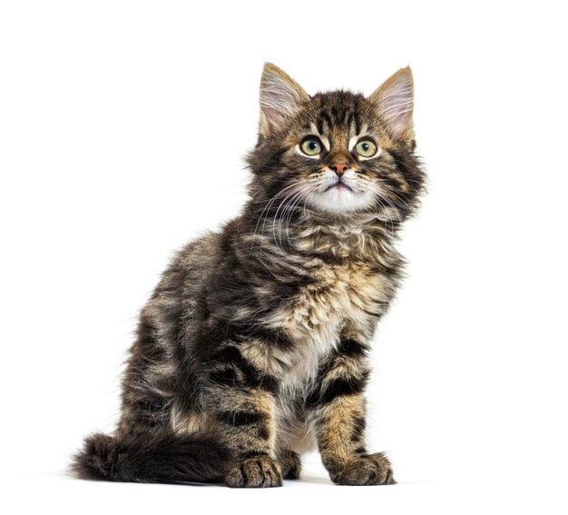 Maine Coon kitten nine weeks old sitting isolated on white