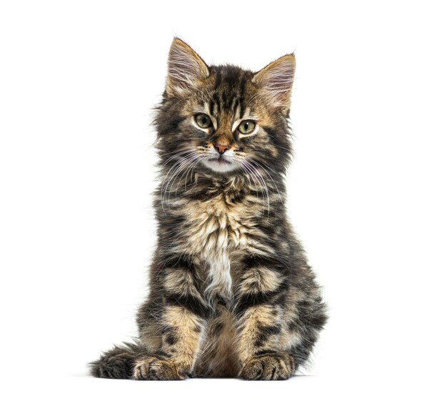 Maine Coon kitten nine weeks old sitting isolated on white