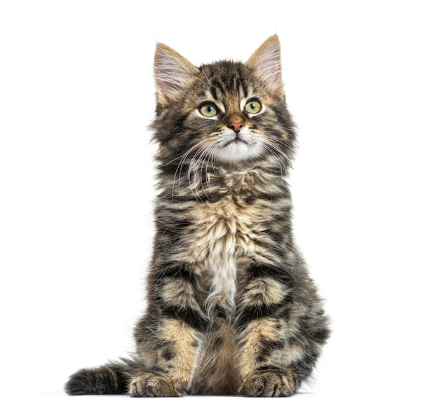 Maine Coon kitten nine weeks old sitting isolated on white