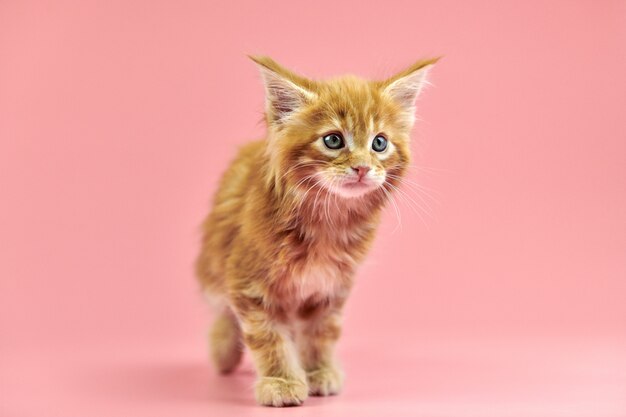 Maine coon kitten on ripn background