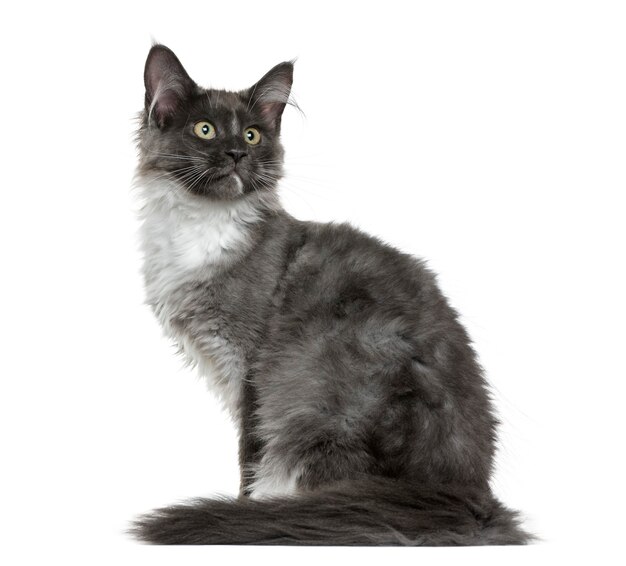 Maine Coon kitten sitting in front of a white wall