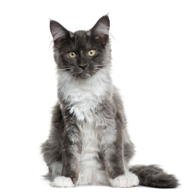 Maine Coon kitten sitting in front of a white wall