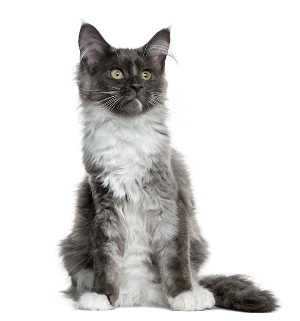 Maine Coon kitten sitting in front of a white wall