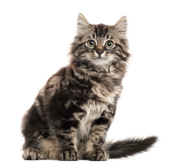 Maine Coon kitten sitting in front of a white wall