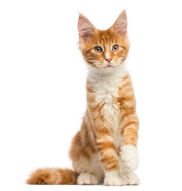 Maine Coon kitten sitting isolated on white