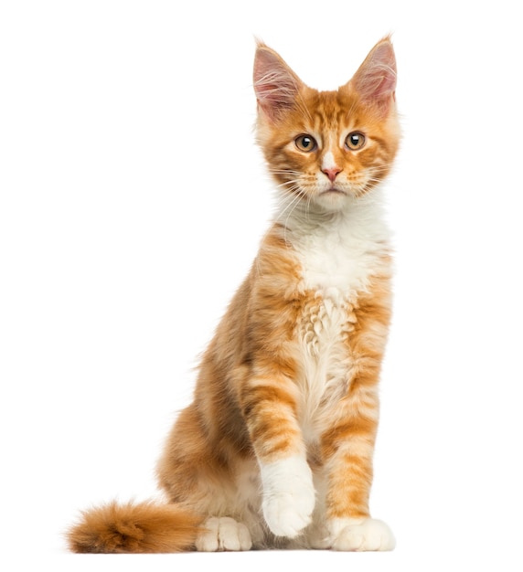 Maine Coon kitten sitting isolated on white