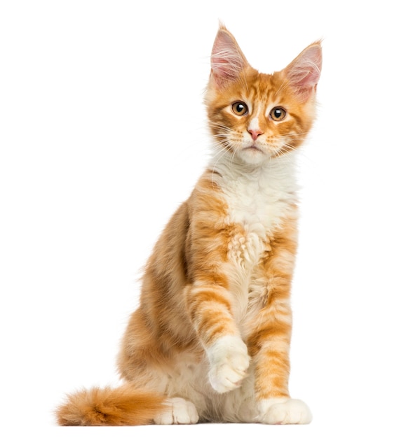 Maine Coon kitten sitting isolated on white