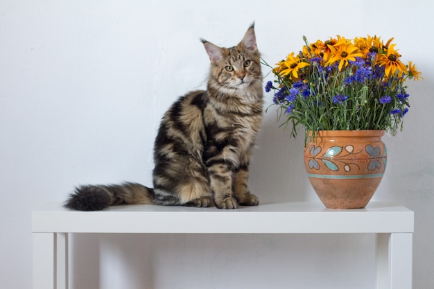 Maine Coon kitten sitting on a white console next to a vase with orange and blue flowers against a white wall