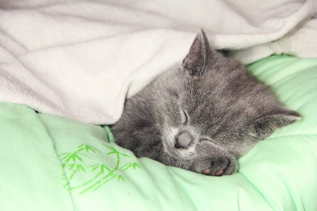 Maine Coon kitten slapen onder deken. Kitten van het Britse ras