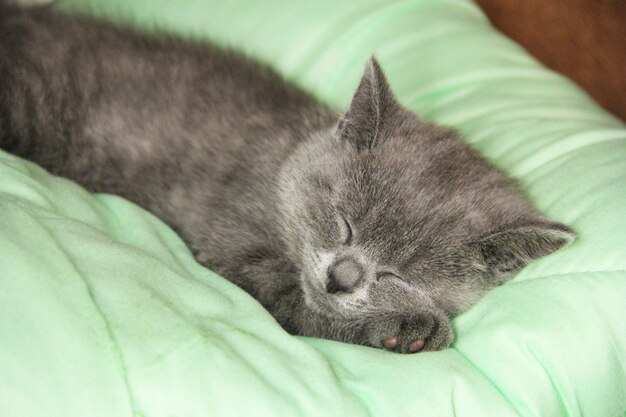 Maine Coon kitten sleep under blanket. Kitten of the British breed.