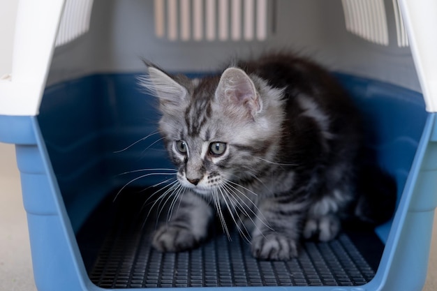 Gattino maine coon in una scatola da viaggio il gatto di razza è un animale domestico