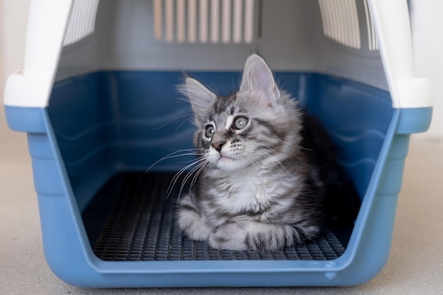 Maine Coon kitten in a travel box Pedigree cat is a pet