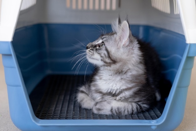 Photo maine coon kitten in a travel box pedigree cat is a pet