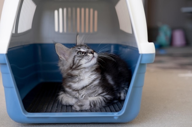 Maine Coon kitten in a travel box Pedigree cat is a pet