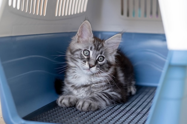 Maine Coon kitten in a travel box Pedigree cat is a pet