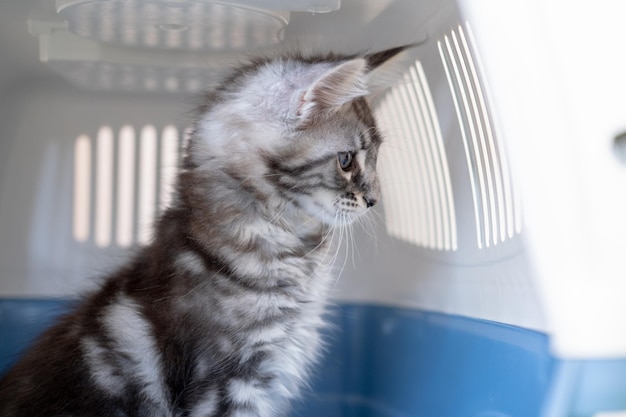 Photo maine coon kitten in a travel box pedigree cat is a pet