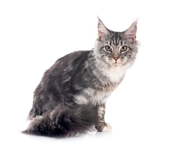 Maine Coon kitten voor een witte achtergrond
