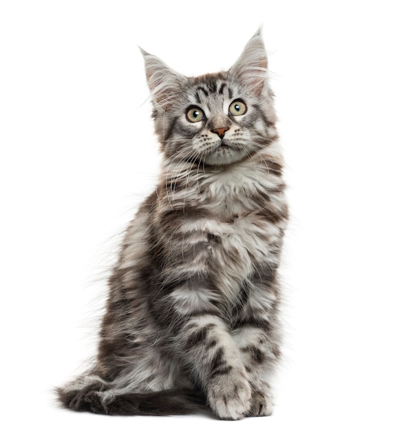 Maine coon kitten voor witte muur