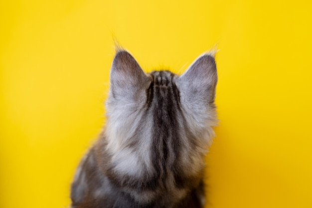 Foto gattino maine coon su sfondo giallo il gatto di razza è un animale domestico