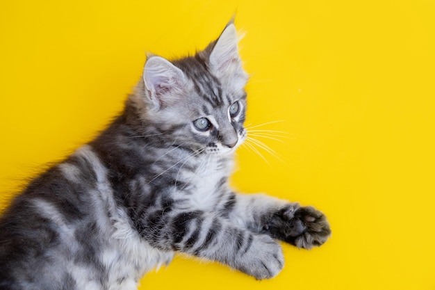 Foto gattino maine coon su sfondo giallo il gatto di razza è un animale domestico