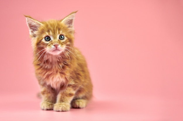 Maine coon kitten