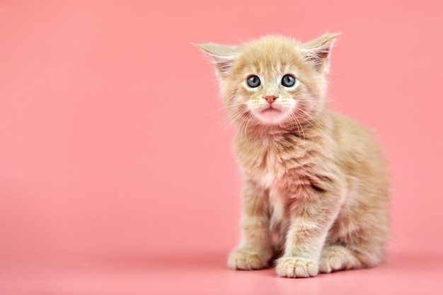 Maine coon kitten