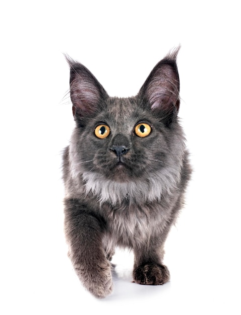 Maine coon kitten