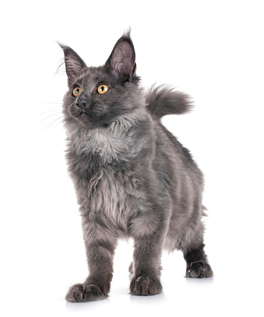 maine coon kitten